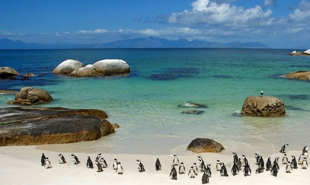 Boulders Penguin Colony