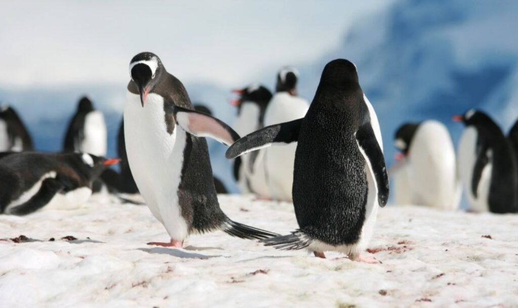 Penguin Watching on Cape