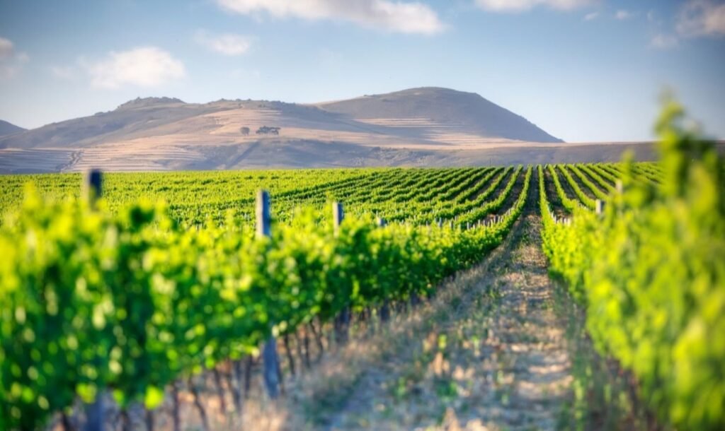 Vineyard