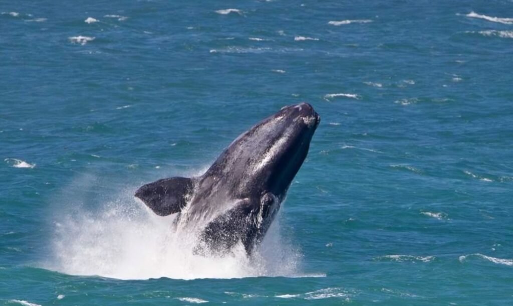 Whale Watching in Hermanus