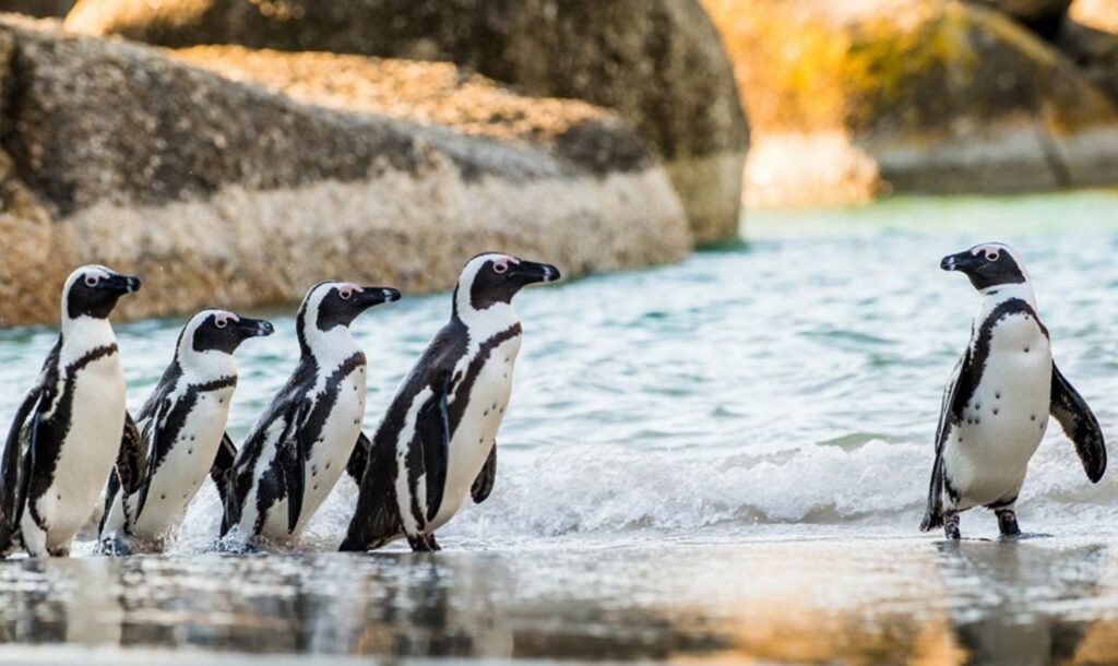 Boulders Beach