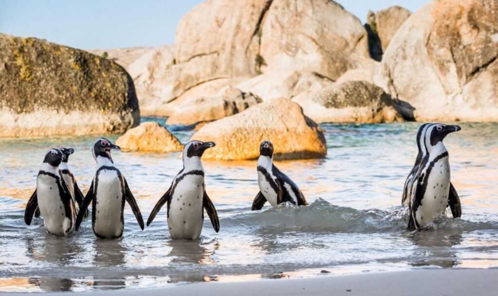 Boulders Beach Experience