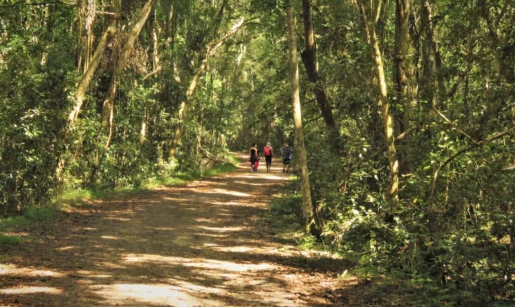 Forest Walks