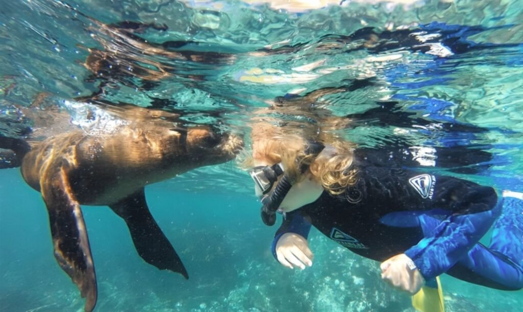 Swimming With Seals in Hout Bay