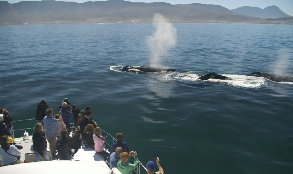 Whale Watching