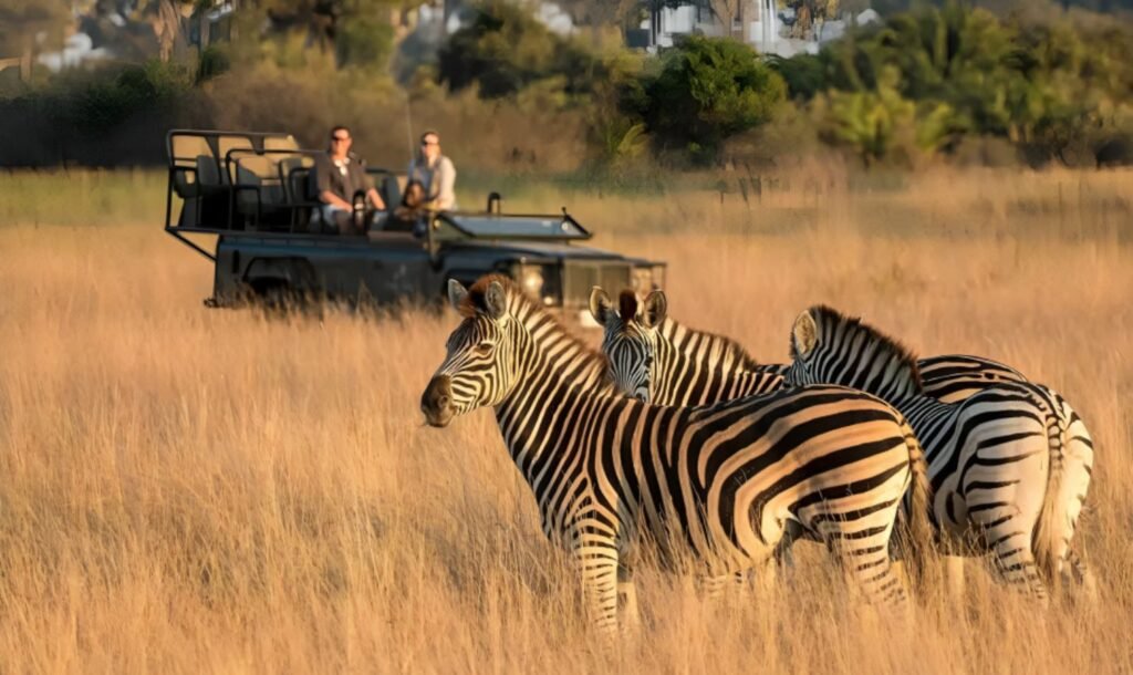 Cape Town Safari Tours 