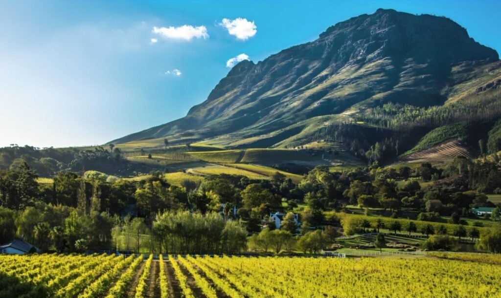 Cape Winelands