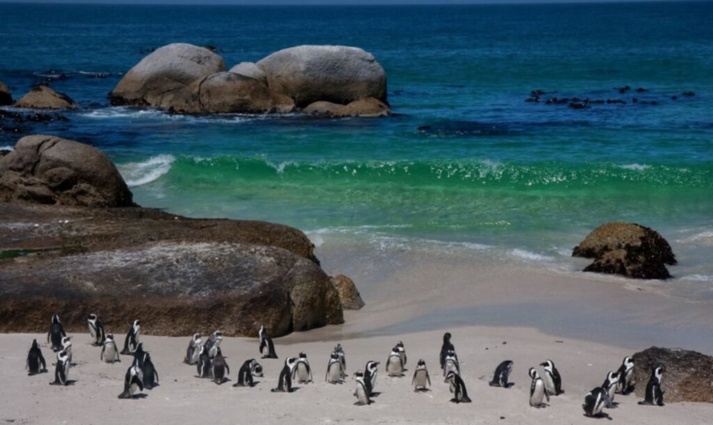 Boulders Beach Penguin Colony