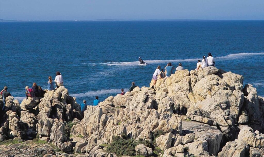Hermanus Day Tours