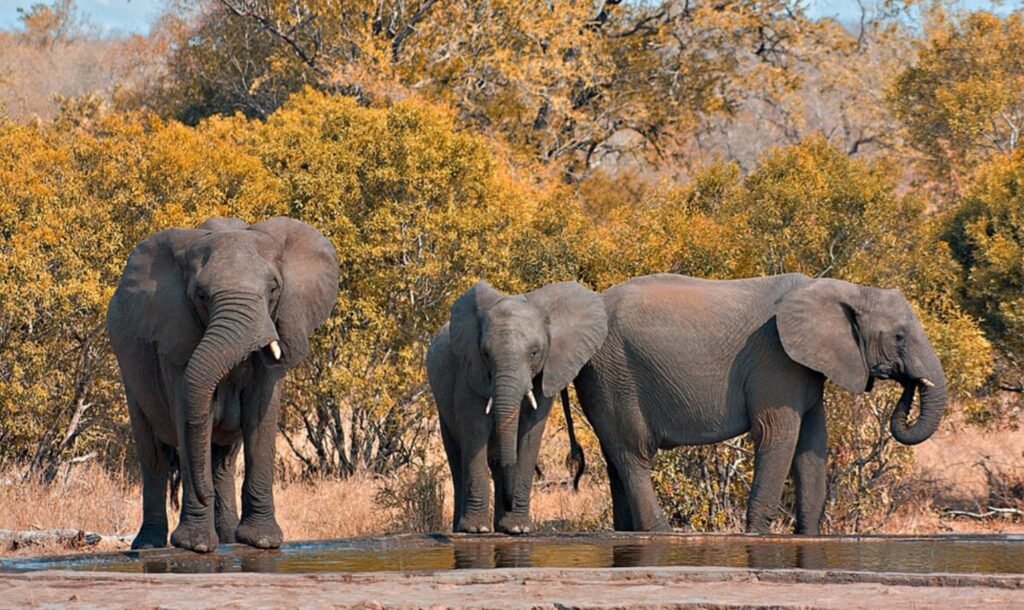 Kruger National Park