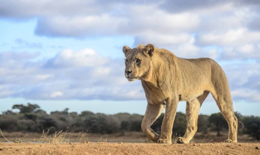Kruger National Park