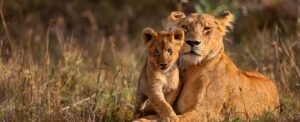 How to make the most of your bush break adventure at Kruger National Park