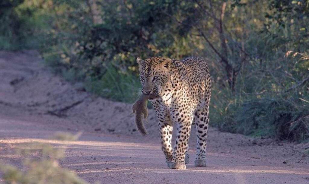 Leopards - Skukuza to Lower Sabie Road 