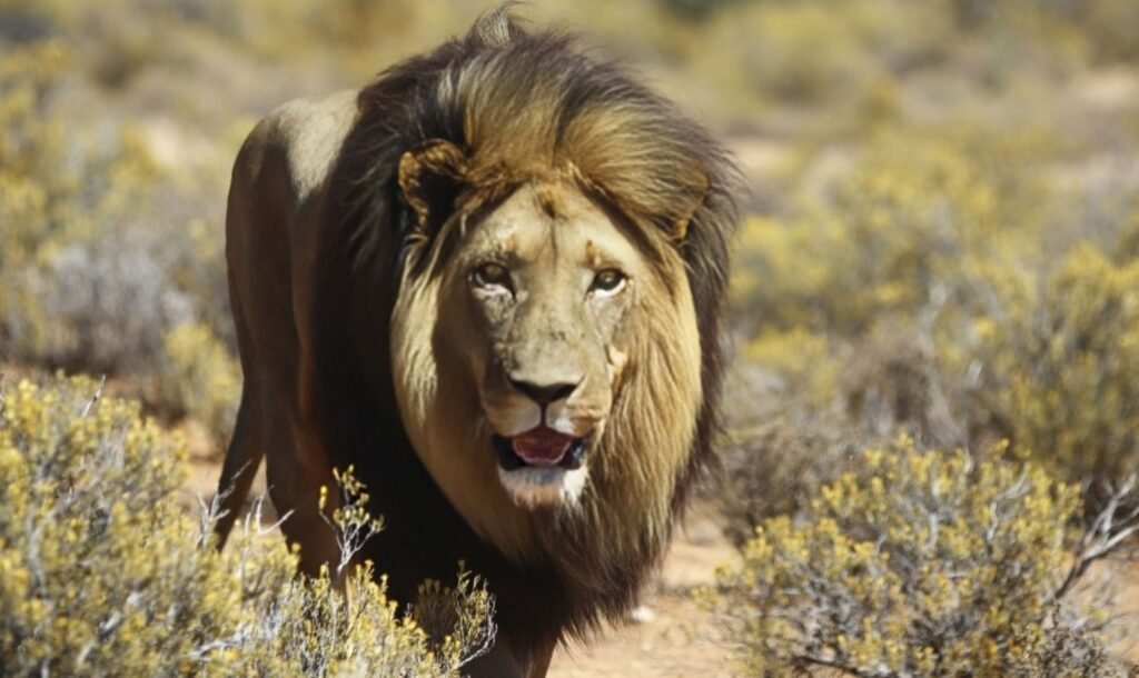 Majestic Encounters of Big 5