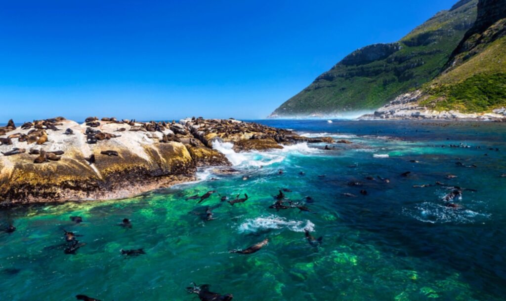 Seal Island Tour