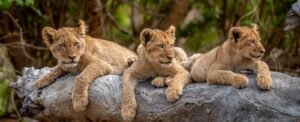 Insider Look – What Does A South Africa Tours Really Look Like?
