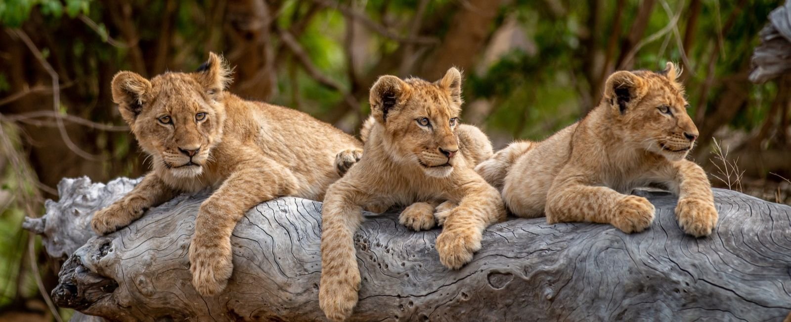 Insider Look – What Does A South Africa Tours Really Look Like?